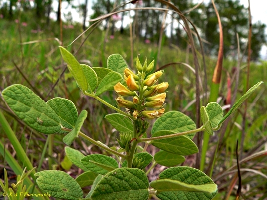 {Rhynchosia tomentosa}